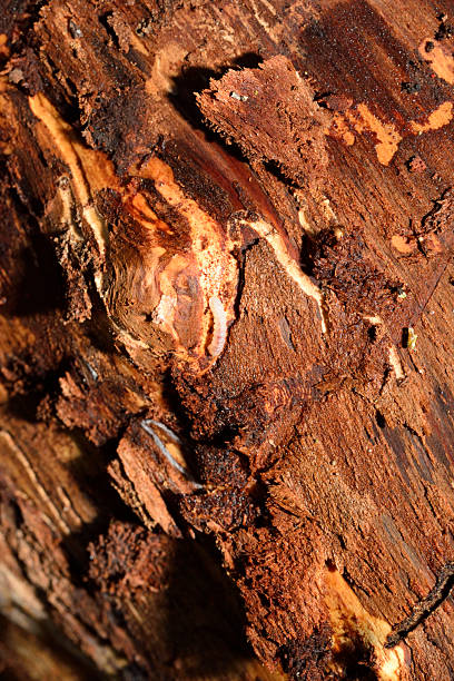 istock Bark Beetle Larva in situ_Bay View State Park 2209419795