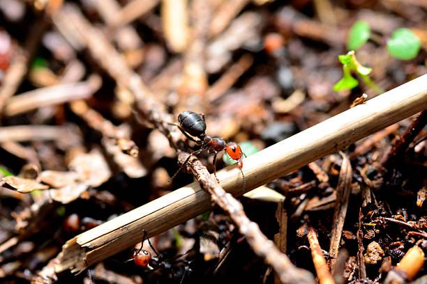 A Thatcher Ant navigates some twigs on it's nest