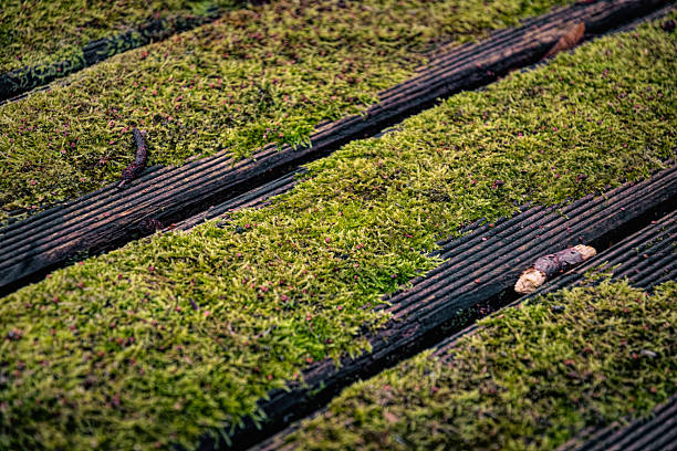 Texture of old weathered wooden boards covered with fresh green moss. Old environmental friendly footpath in the forest, natural parkland area