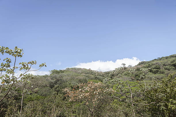 Trees on a Mountain Side in Costa Rica
