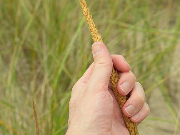 Holding a grain of grass. Beach grass gone to seed with a hand holding the stalk.