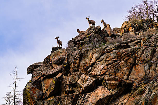 Rams in Jasper National Park
