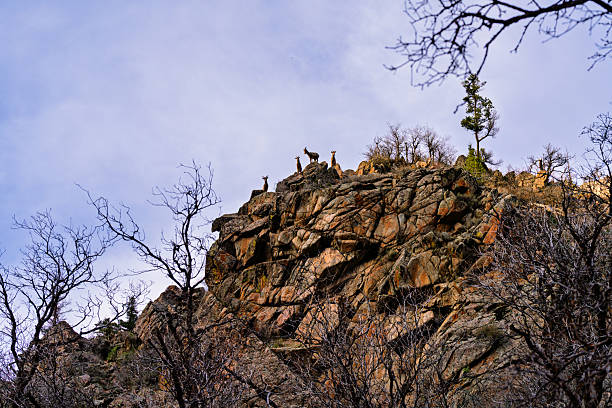 Bighorn Sheep in Rocky Canyon Area - Animal wildlife in natural habitat. Scenic views of animals in rugged rocky terrain in and around cliff faces.