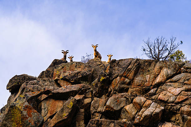 Bighorn Sheep in Rocky Canyon Area - Animal wildlife in natural habitat. Scenic views of animals in rugged rocky terrain in and around cliff faces.