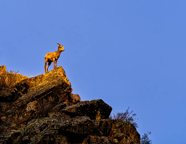 Bighorn Sheep in Rocky Canyon Area - Animal wildlife in natural habitat. Scenic views of animals in rugged rocky terrain in and around cliff faces.