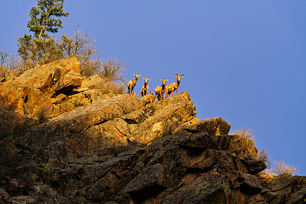 Bighorn Sheep in Rocky Canyon Area - Animal wildlife in natural habitat. Scenic views of animals in rugged rocky terrain in and around cliff faces.