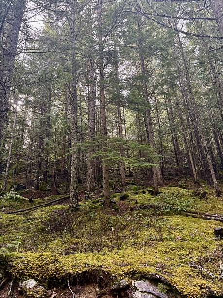 istock Forest Slope with Moss-Covered Ground and Tall Trees 2209430250