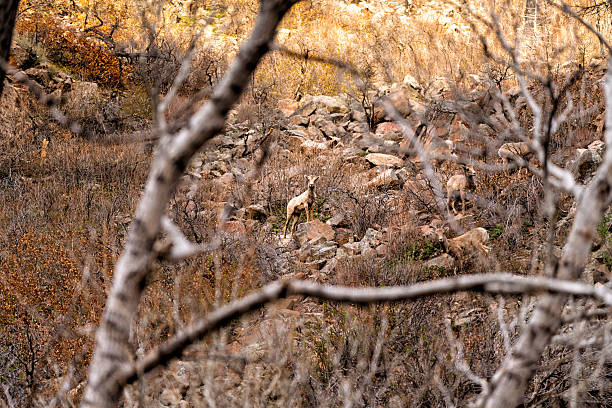 Bighorn Sheep in Rocky Canyon Area - Animal wildlife in natural habitat. Scenic views of animals in rugged rocky terrain in and around cliff faces.