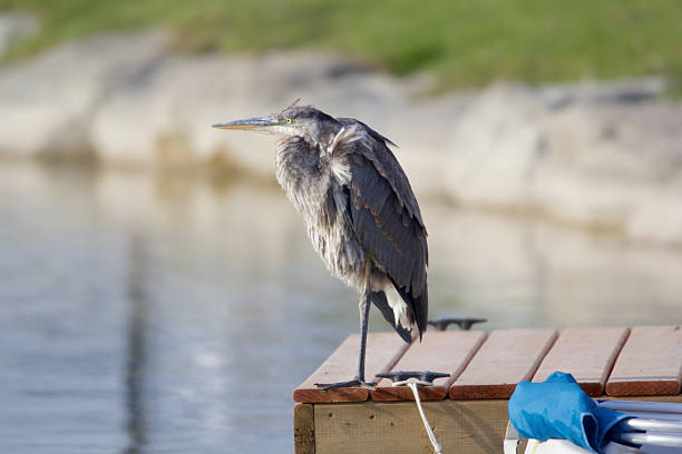 Elegant close up of adult Great Blue Heron with wings open and spread in natural beauty and ample copy space on blue water