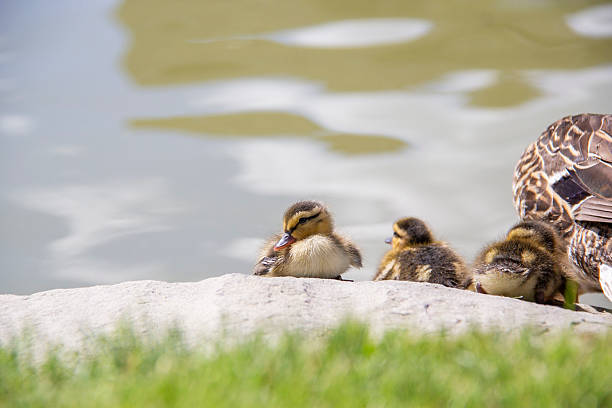 A brood or a fluff of baby ducks are soaking up the sun beside a pond with their mom on a warm sunny day