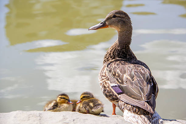 Ducklings sleeping on at the side of a lake