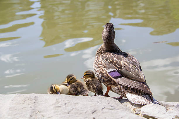 istock Ducklings sleeping on at the side of a lake 2209430429