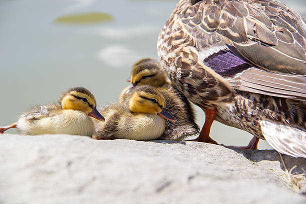 istock Ducklings sleeping on at the side of a lake 2209430430