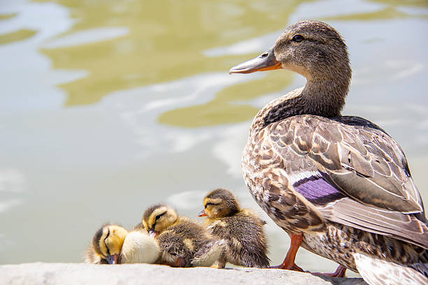 istock Ducklings sleeping on at the side of a lake 2209430432