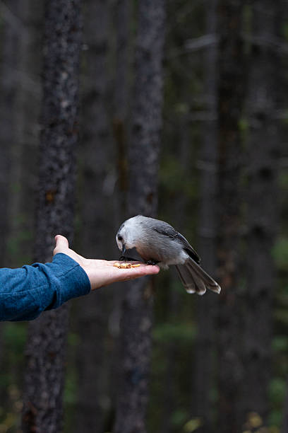 istock Canada's National Bird, the Grey Jay perched on a hand 2209430443