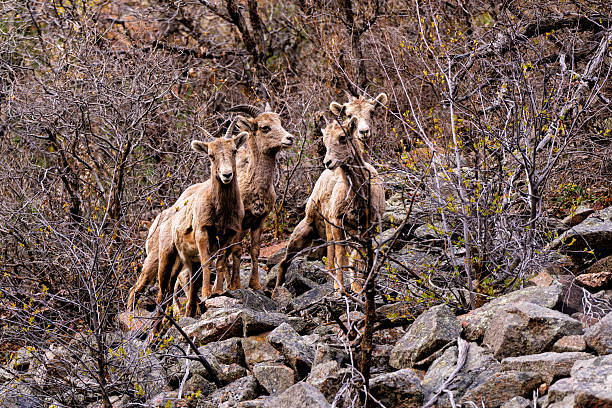 Bighorn Sheep in Rocky Canyon Area - Animal wildlife in natural habitat. Scenic views of animals in rugged rocky terrain in and around cliff faces.