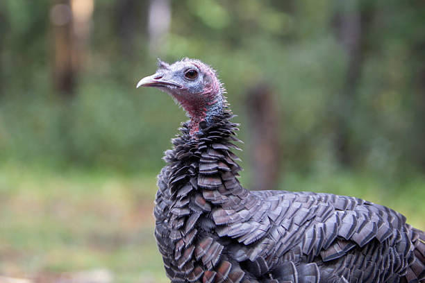 istock A curious Wild Turkey roaming the forest 2209430580