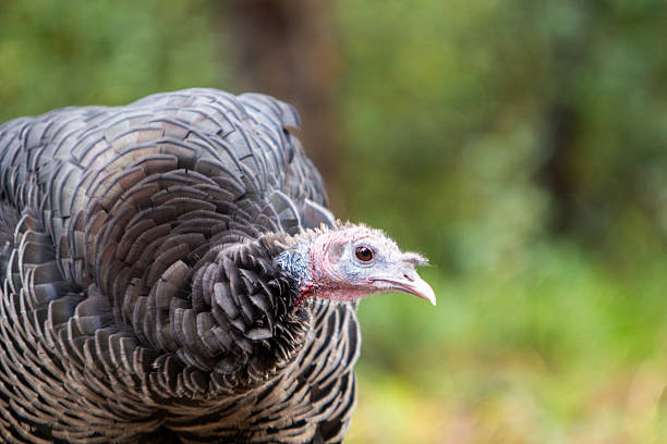 istock A curious and fearless Wild Turkey roaming in the forest 2209430581