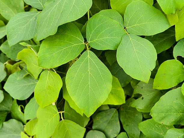 istock Mucuna bracteata is planted around the oil palm trees to control weeds 2209435367