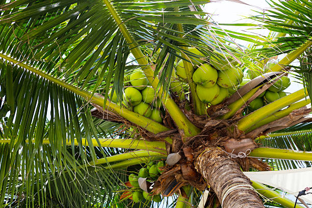 istock Coconut fruits on tree with green leaves 2209435483