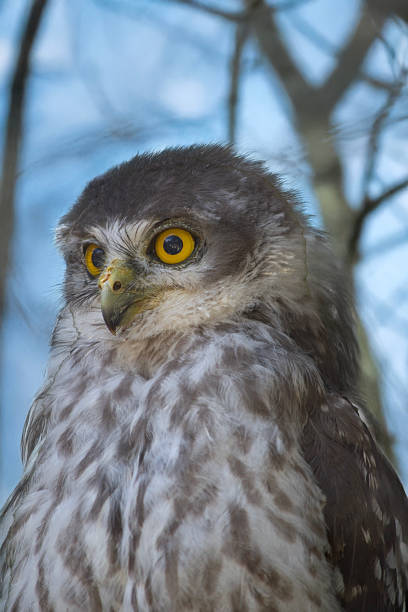 istock this is a close up of a barking owl 2209436598