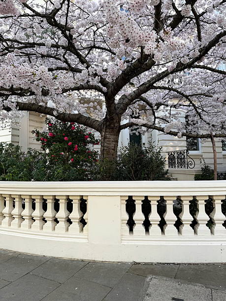 istock Cherry tree in full bloom by a classical balustrade and townhouse facade 2209437107