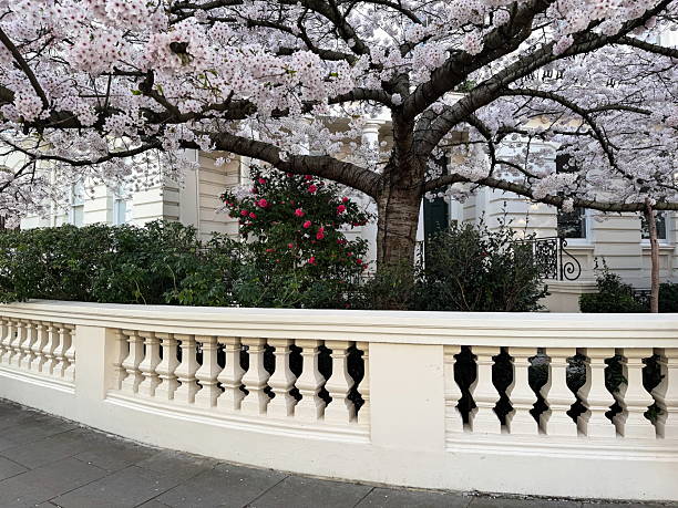 istock White cherry tree in full bloom by a classic balustrade and townhouse 2209437110