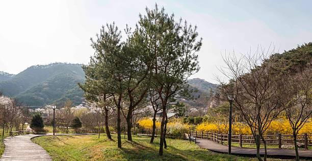 istock Yellow Forsythia Flower Road 2209437337
