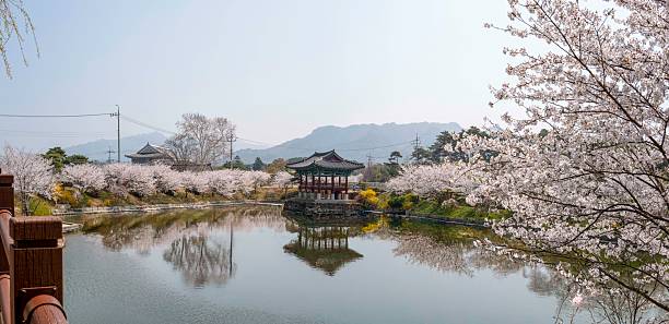 istock White cherry blossoms blooming on the lakeside 2209437368