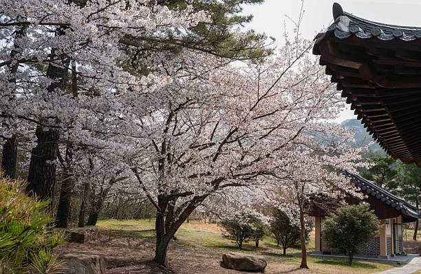 istock Cherry blossoms at the Wangin Doctor’s Historic Site 2209437383