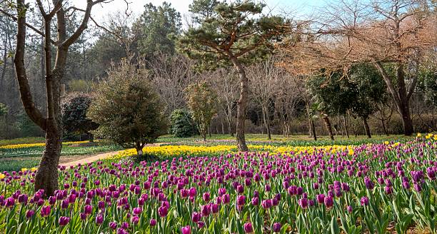 istock Tulip flower field 2209437419