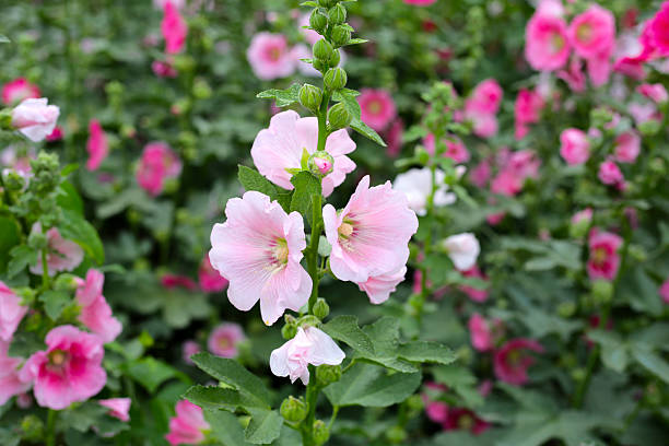 istock Beautiful hollyhock flower in the park 2209437432