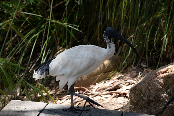 istock this is a side view of a white ibis 2209438047