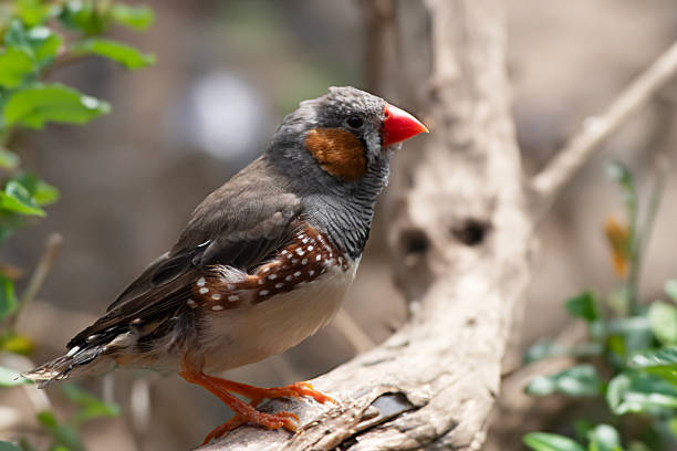 White Zebra Finch in Bloedel Conservatory in Vancouver City
