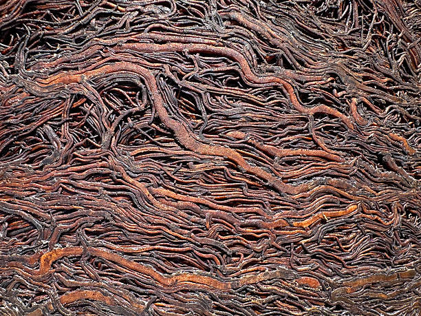 istock tightly packed roots of a rootbound plant 2209440726