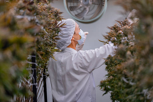 scientist in a white lab coat and protective mask examines cannabis plants in an indoor cultivation facility. Modern agricultural research focuses on sustainable production and medical applications.