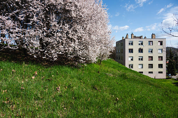 A group of cherry blossom trees in full bloom stands on a grassy slope near a colorful residential apartment building. The vibrant pink and white flowers contrast with the modern architecture and blue sky, blending natural beauty with urban life in a serene spring setting.