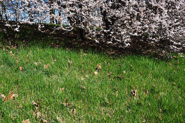Blooming pink sakura in spring, sunny day. Can be used for websites, brochures, posters, printing and design.