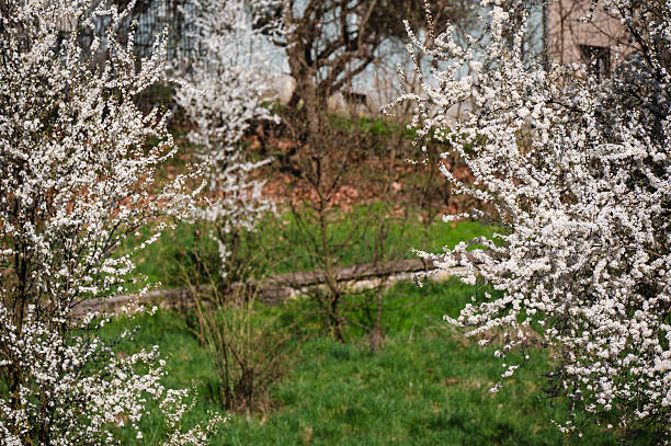 White-flowered trees in full bloom frame a grassy garden scene in a countryside setting, with bare branches and a weathered footpath leading through the background. The bright blossoms contrast with the natural textures of the early spring landscape, evoking a peaceful rural charm.