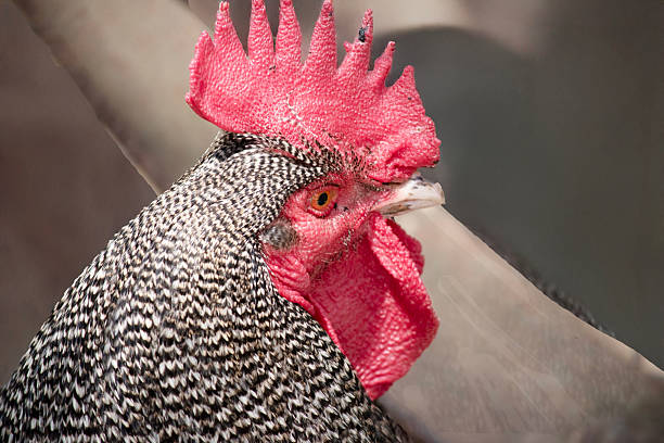 istock this is a close up of a black and white rooster 2209444835