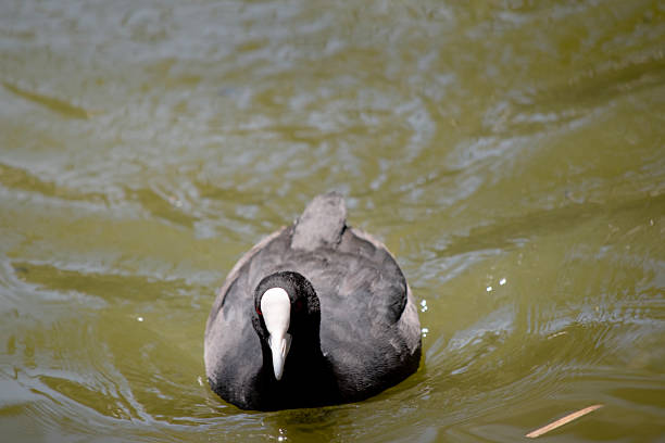 The Eurasian coot is a black sea bird with a white frontal shield