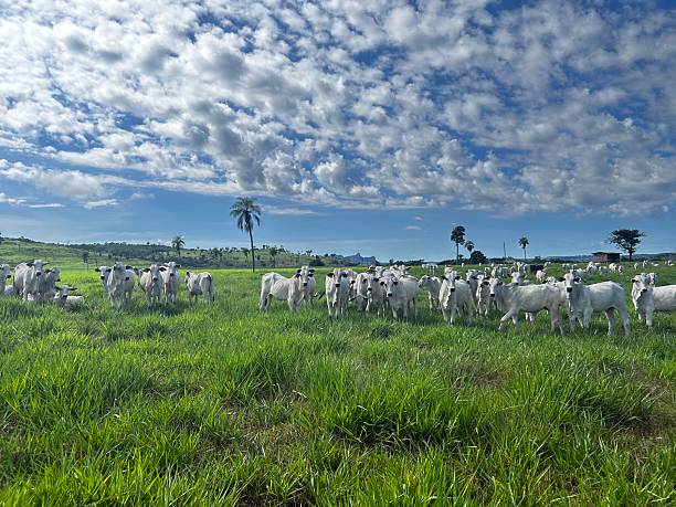 istock Herd of nellore bovine animals on high intensive grass system project. Livestock ranch 2209444889