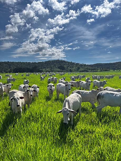 istock Herd of nellore bovine animals on high intensive grass system project. Livestock ranch 2209444903