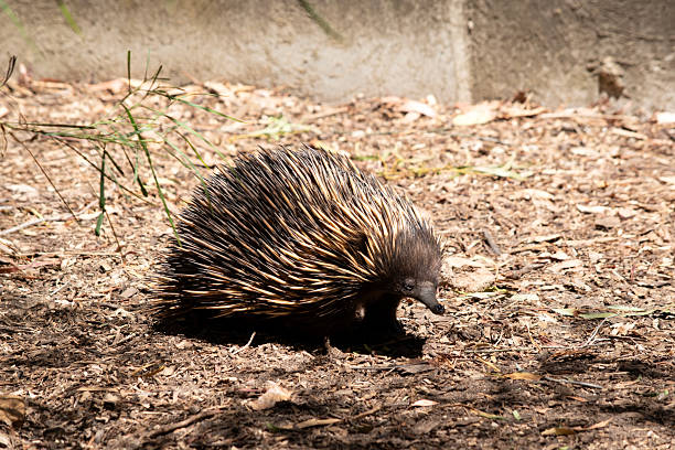 istock the echnida is looking for ants to feed on 2209445074