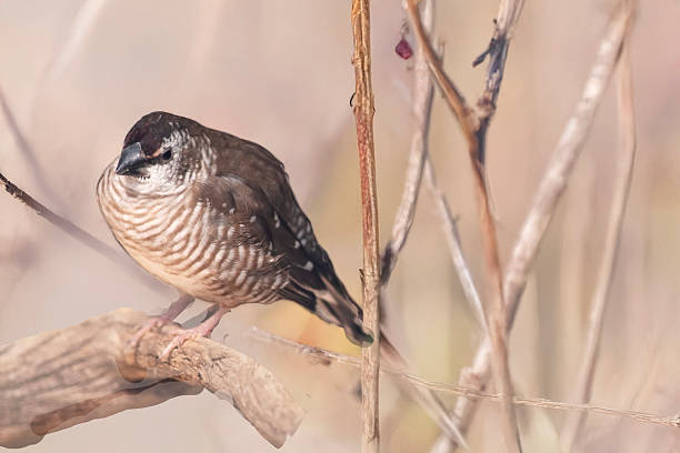 Small brown bird with finely barred front. Brown above, paler and finely barred, below, with with pale spots on the wing and rump, pale-tipped tail, and tiny plum-colored cap