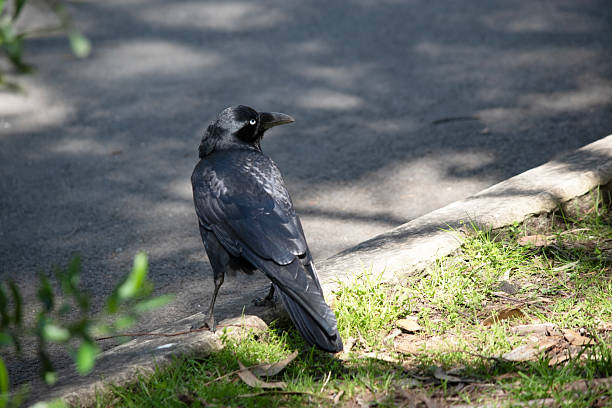 istock the Australian raven is checking  his surrounding 2209446337