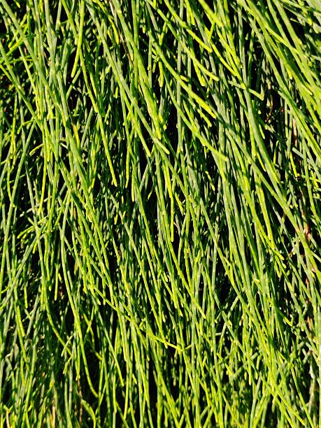 istock Casuarina glauca 'Cousin It' 2209447282