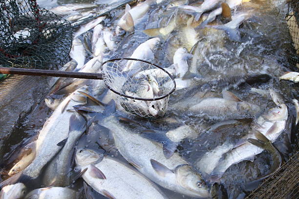 istock The fish in the water fishing nets 2209448871