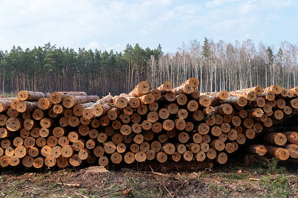 istock Cut pine tree logs stacked in deforested area near forested land 2209457007