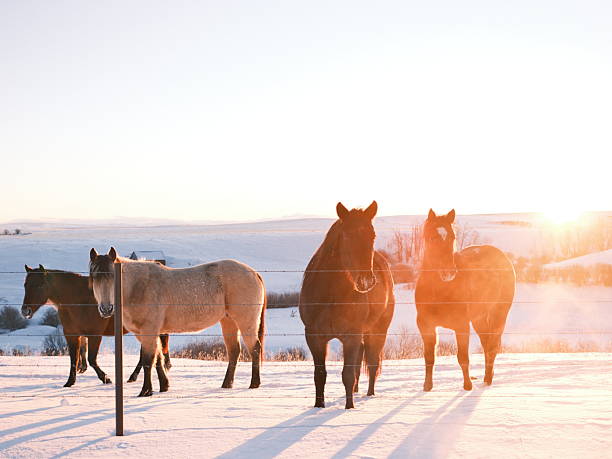 woman with horse in the snow